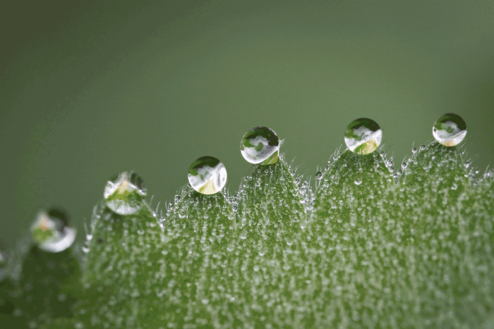 DropletsOnLeaf